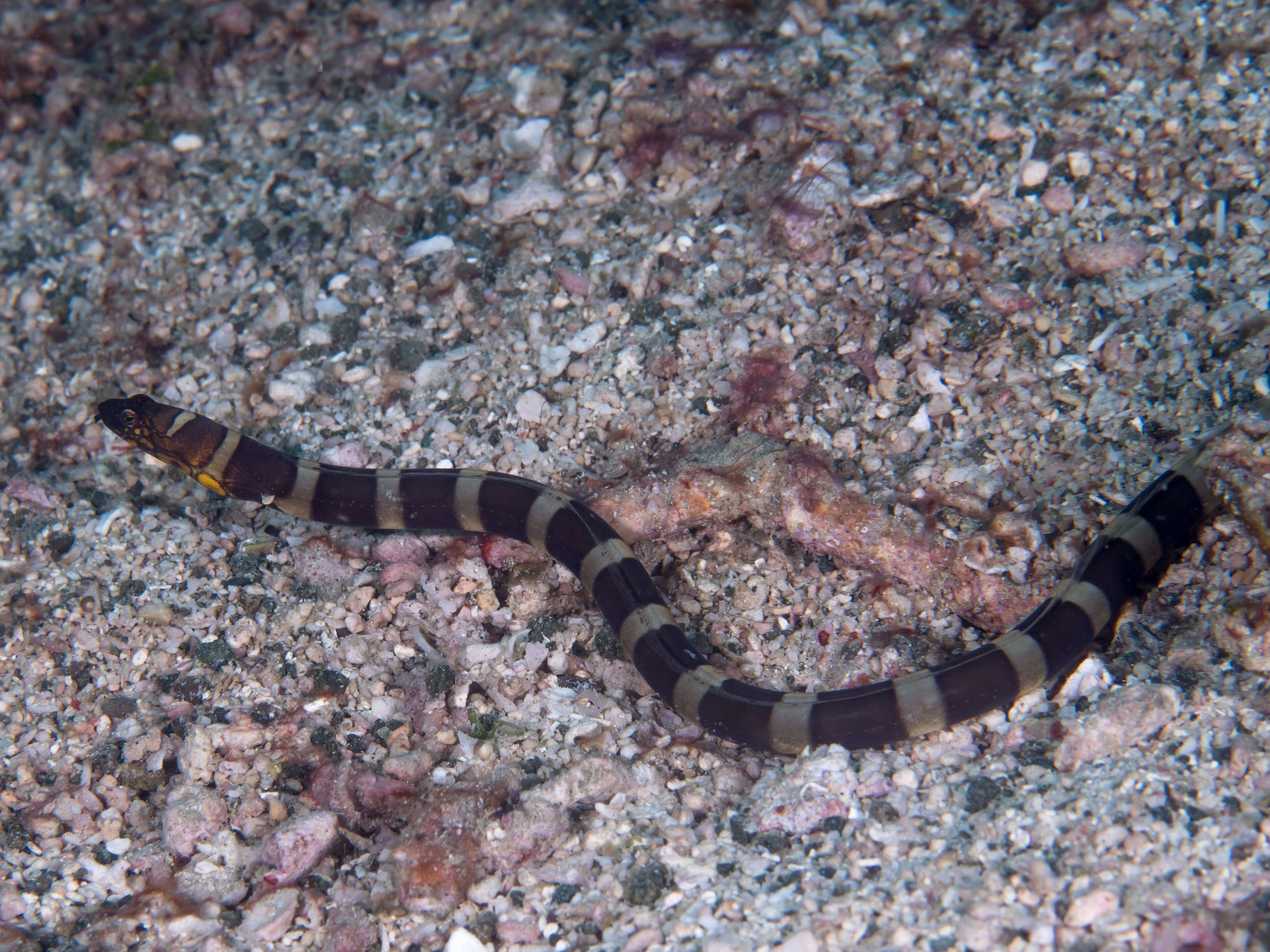 Image of Napoleon snake eel