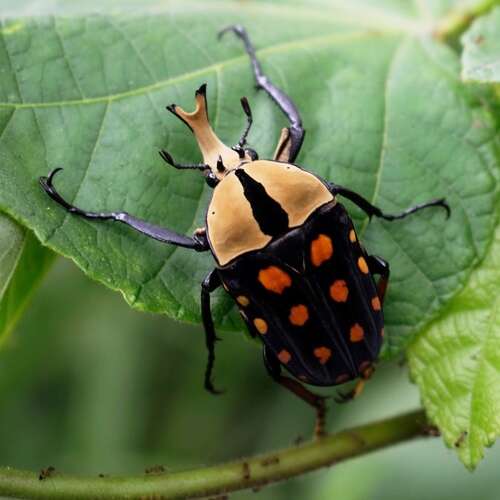 Image of Mecynorhina (Amaurodes) passerinii (Westwood 1843)