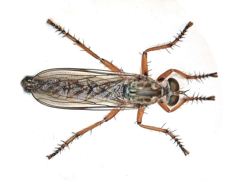 Image of Devon Red-legged Robber Fly