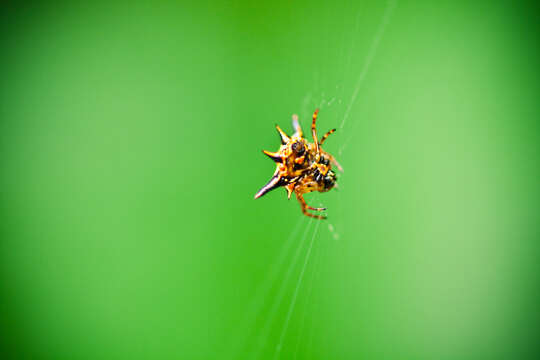 Image of Hasselt's Spiny Spider