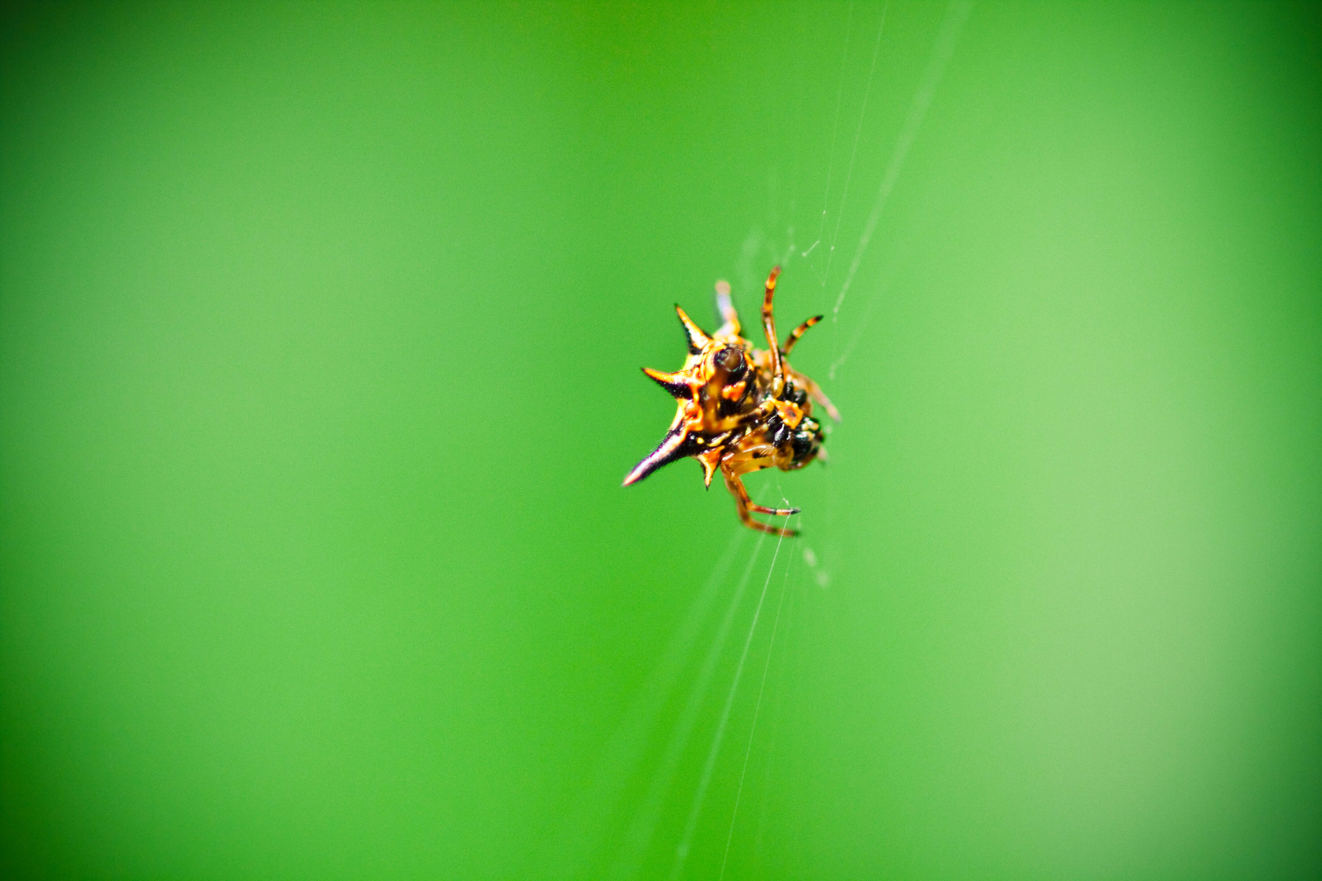 Image of Hasselt's Spiny Spider
