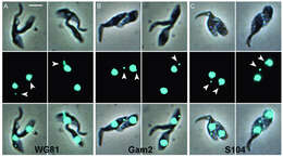Слика од Trypanosoma subgen. Nannomonas