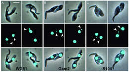 Imagem de Trypanosoma subgen. Nannomonas