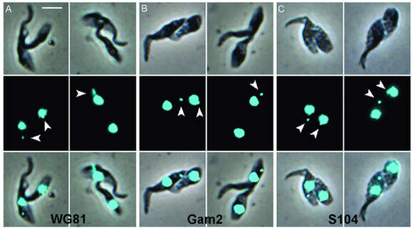 Imagem de Trypanosoma subgen. Nannomonas