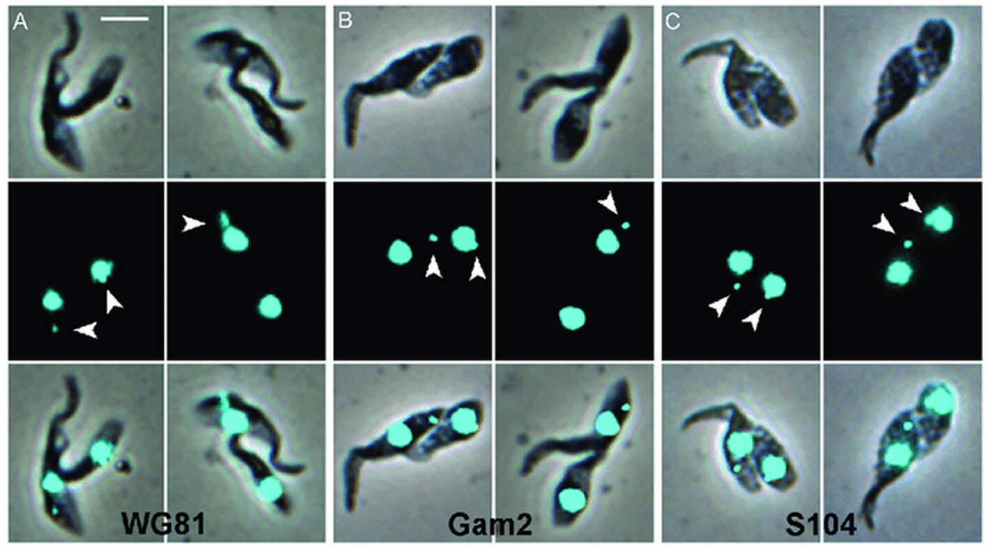 Слика од Trypanosoma subgen. Nannomonas