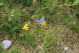 Image of Plebejus idas