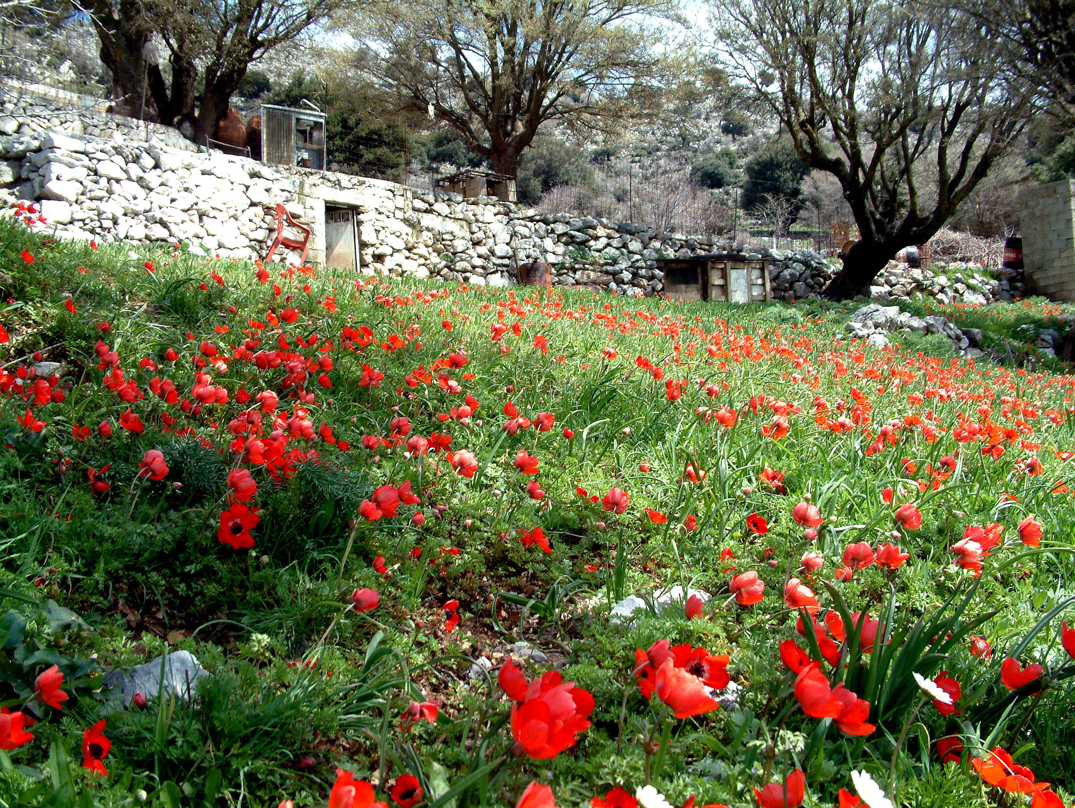 Image of lilies-of-the-field