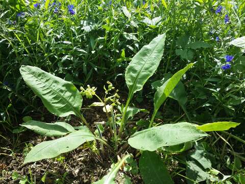 Image of Pulmonaria mollis Hornem.