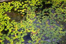 Image of waterclover