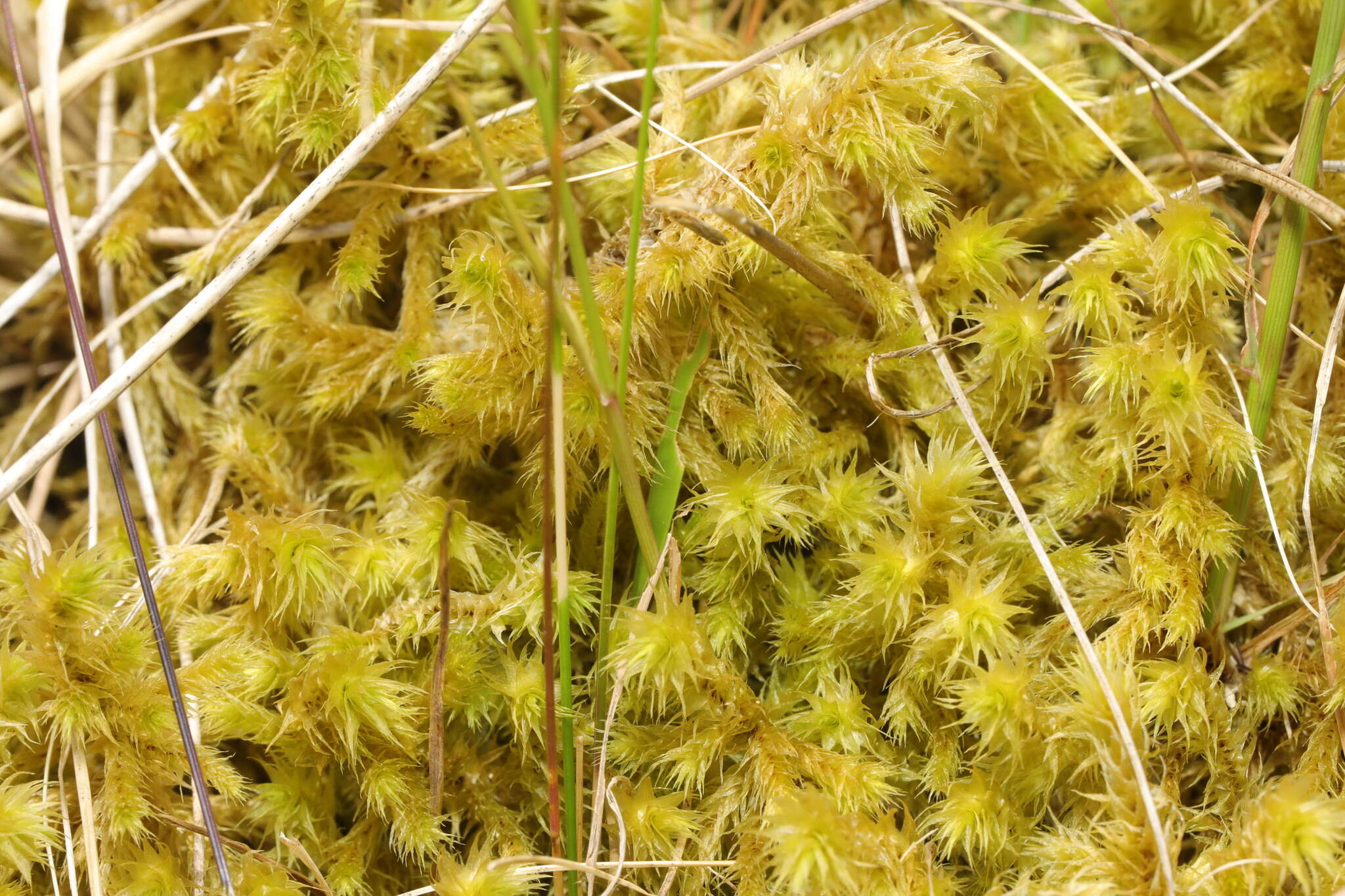 Image of Electrified Cat's Tail Moss