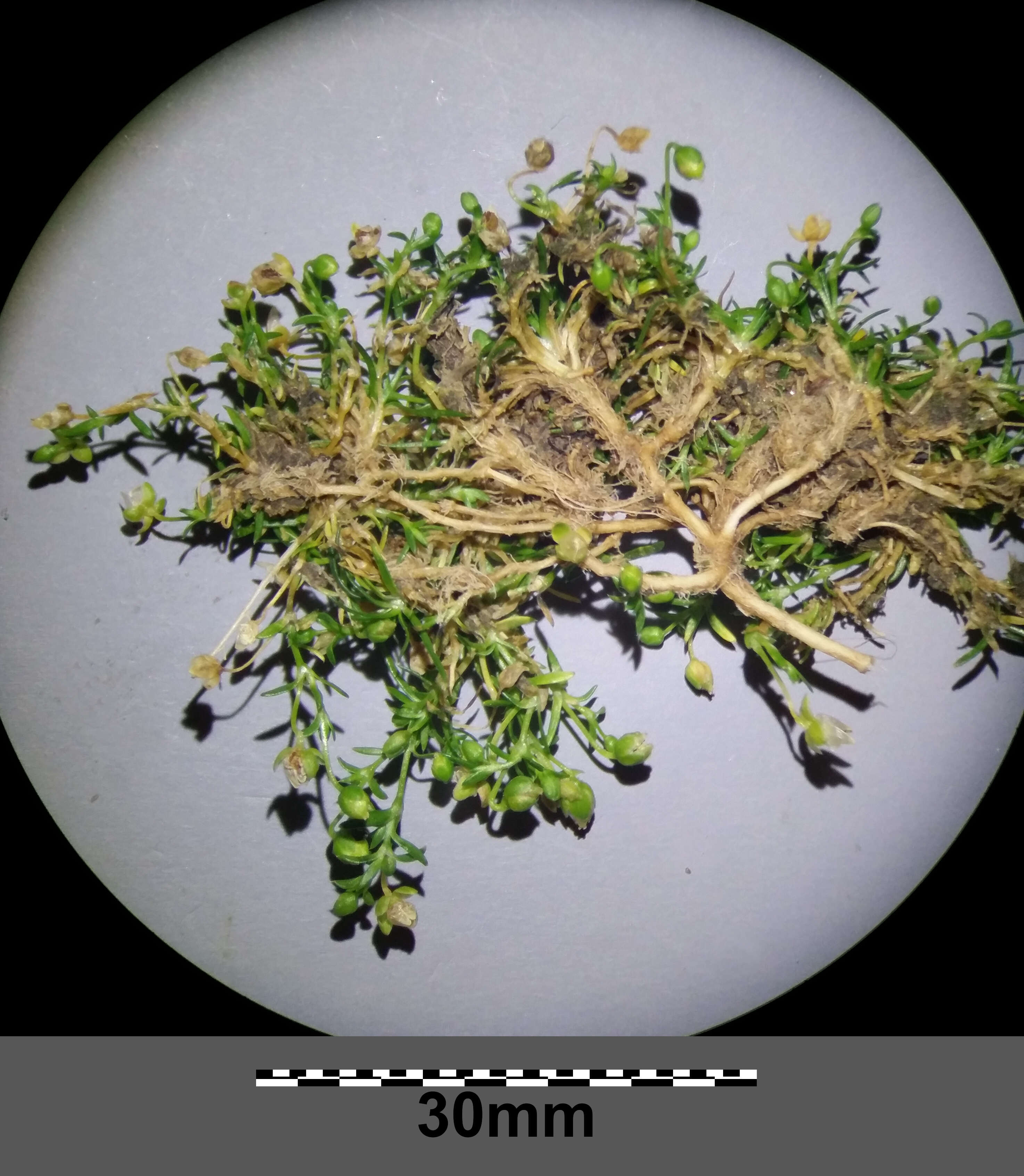 Image of birdeye pearlwort