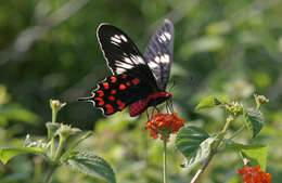 Image of Pachliopta hector (Linnaeus 1758)