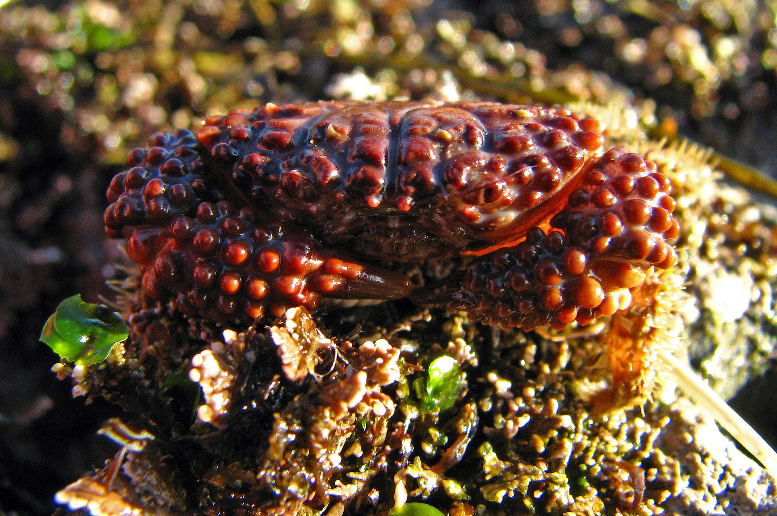 Слика од Paraxanthias Odhner 1925