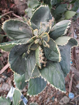 Image de Acalypha wilkesiana Müll. Arg.