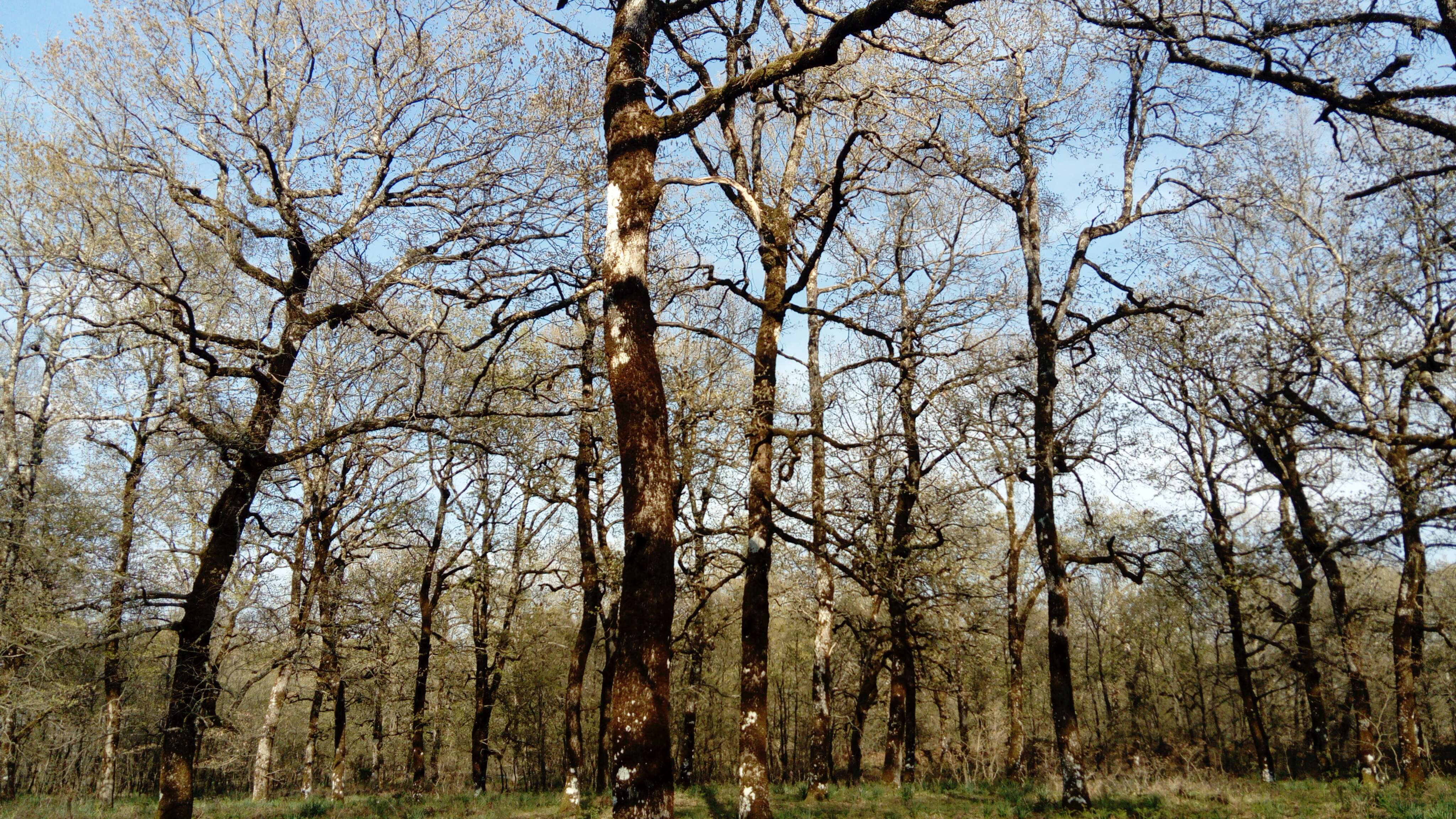 Image of Hungarian Oak