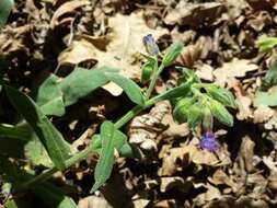 Image of Pulmonaria mollis Hornem.