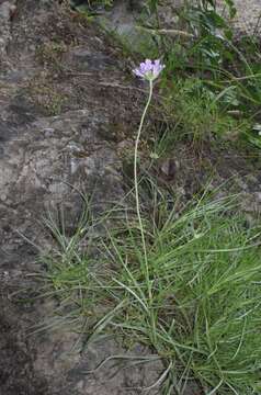 Imagem de Lomelosia graminifolia (L.) W. Greuter & Burdet