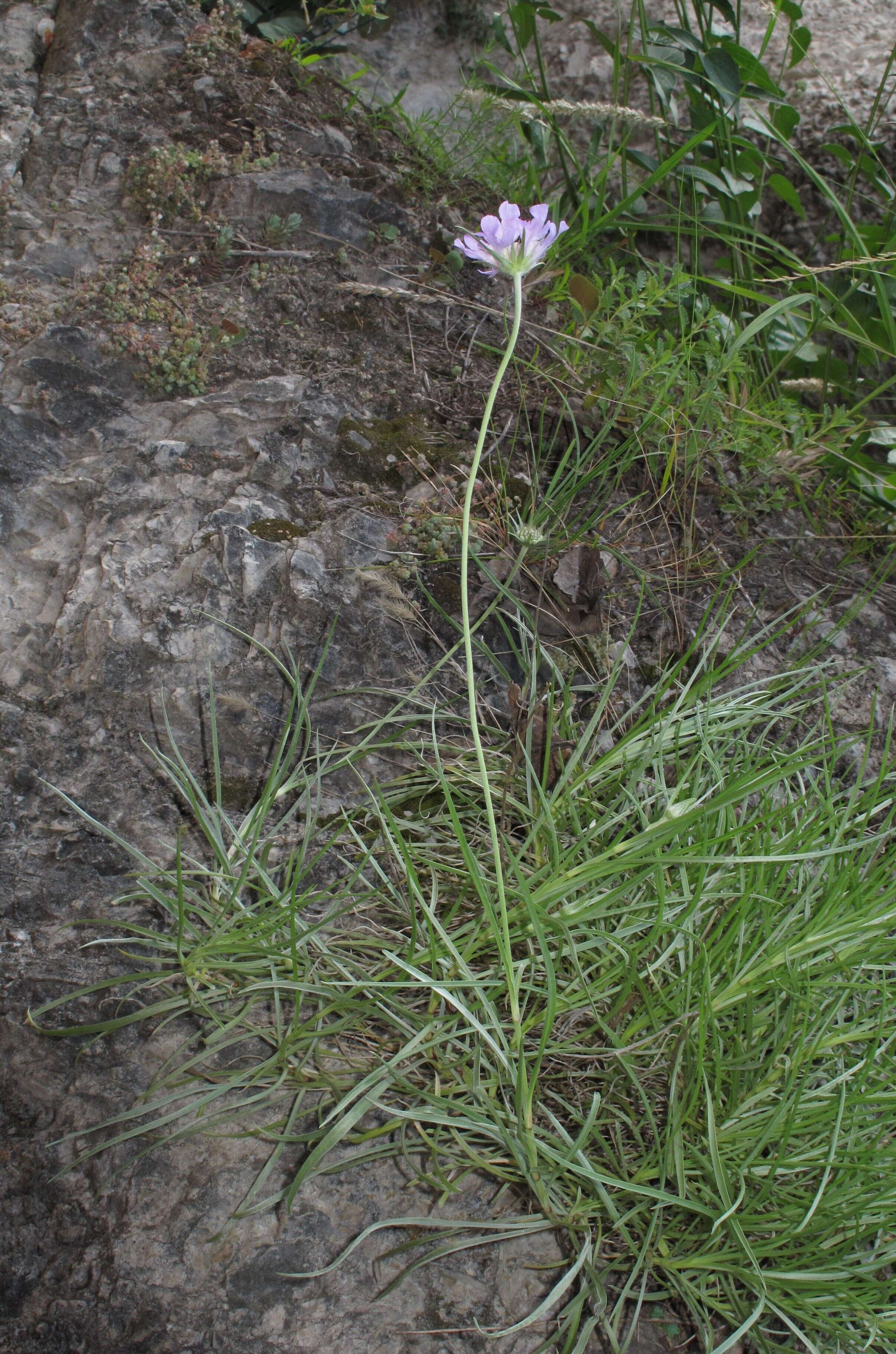 Image of Lomelosia graminifolia (L.) W. Greuter & Burdet
