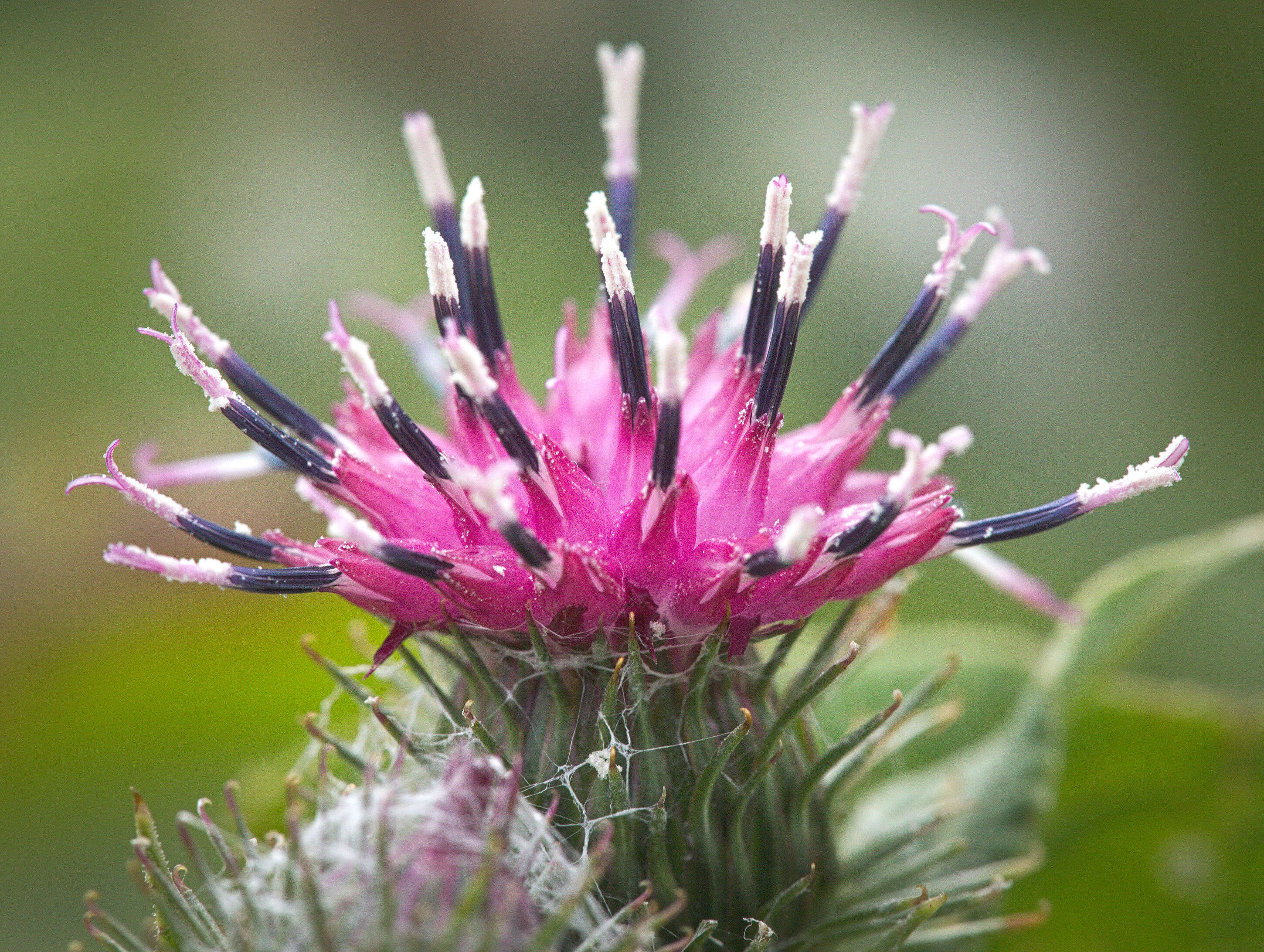 Image of common burdock