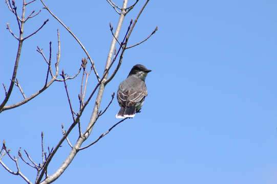 Image of Eastern Kingbird