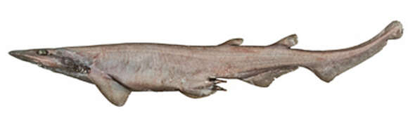 Image of Freckled Catshark