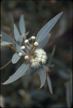 Sivun Eucalyptus eudesmioides F. Müll. kuva