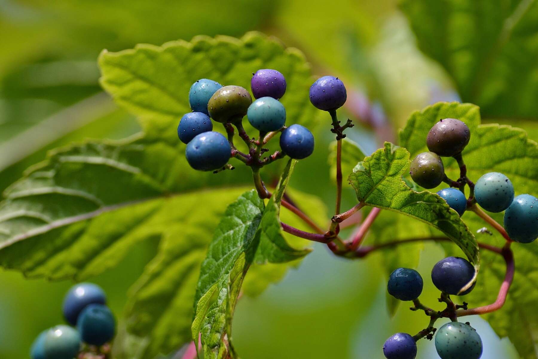 Sivun Ampelopsis heterophylla var. vestita Rehd. kuva