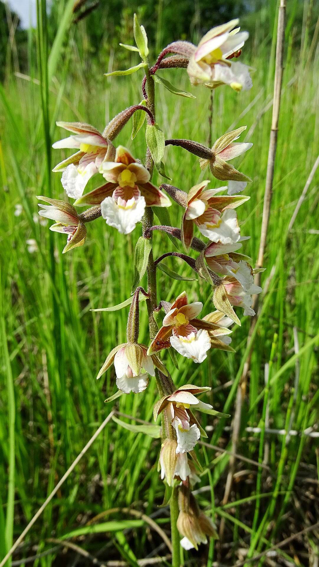 Imagem de Epipactis palustris (L.) Crantz