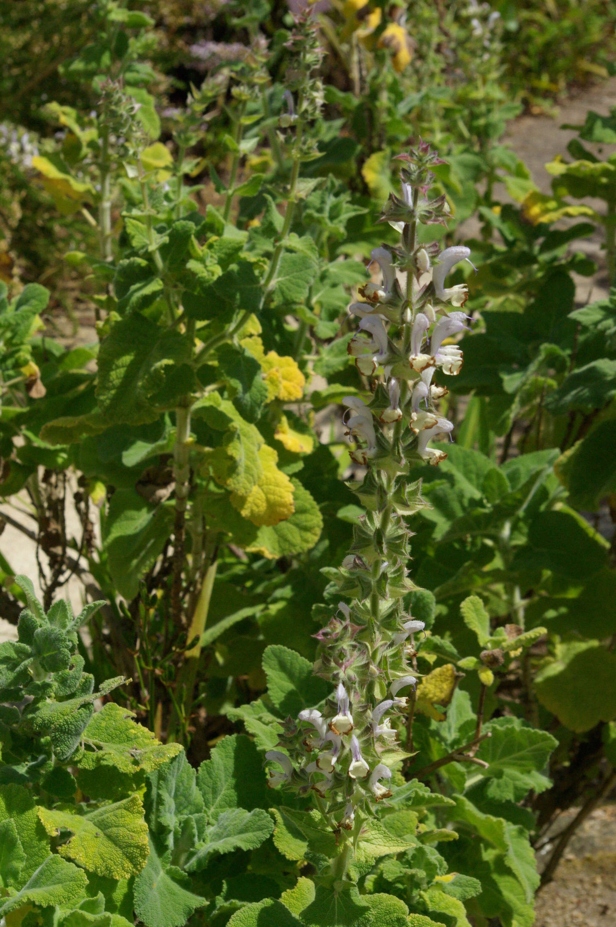 Imagem de Salvia desoleana Atzei & V. Picci