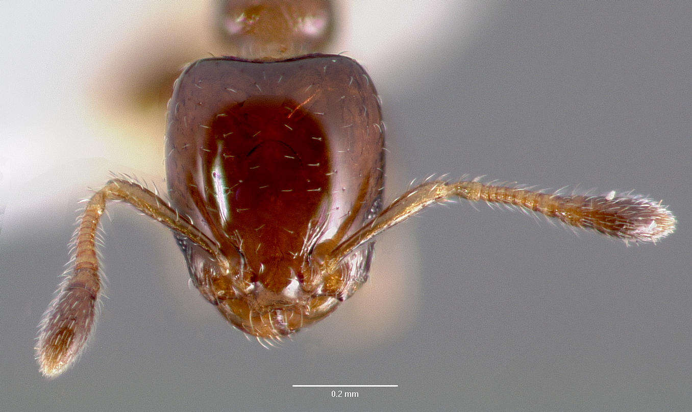 Plancia ëd Xenomyrmex floridanus Emery 1895