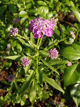 Imagem de Iberis umbellata L.