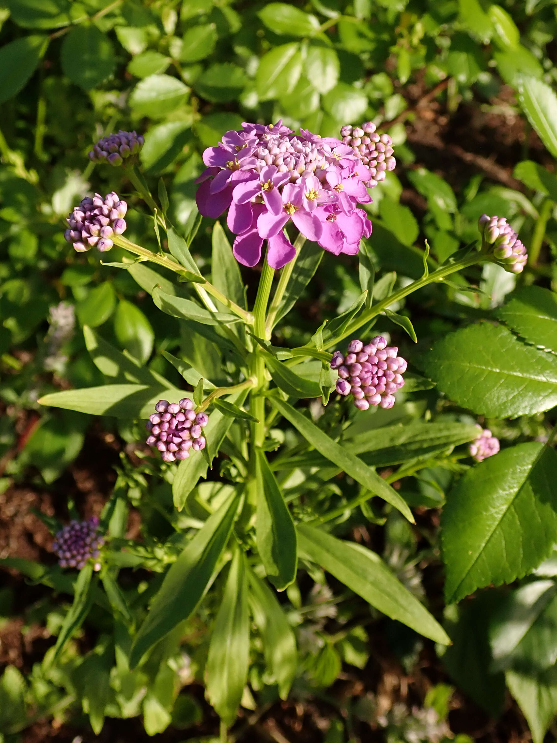 Plancia ëd Iberis umbellata L.