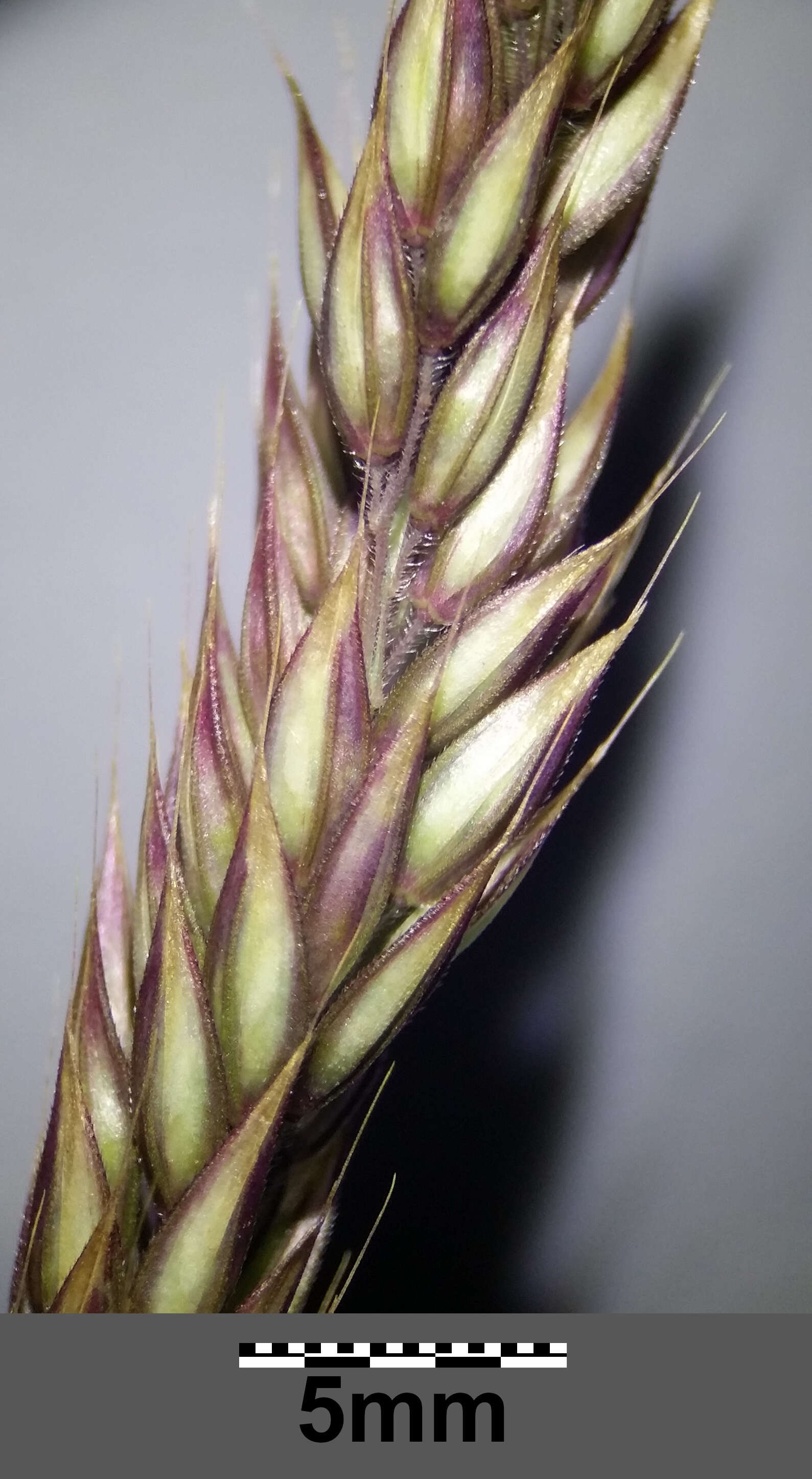 Image of Creeping Soft Grass