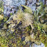 Image of blistered navel lichen