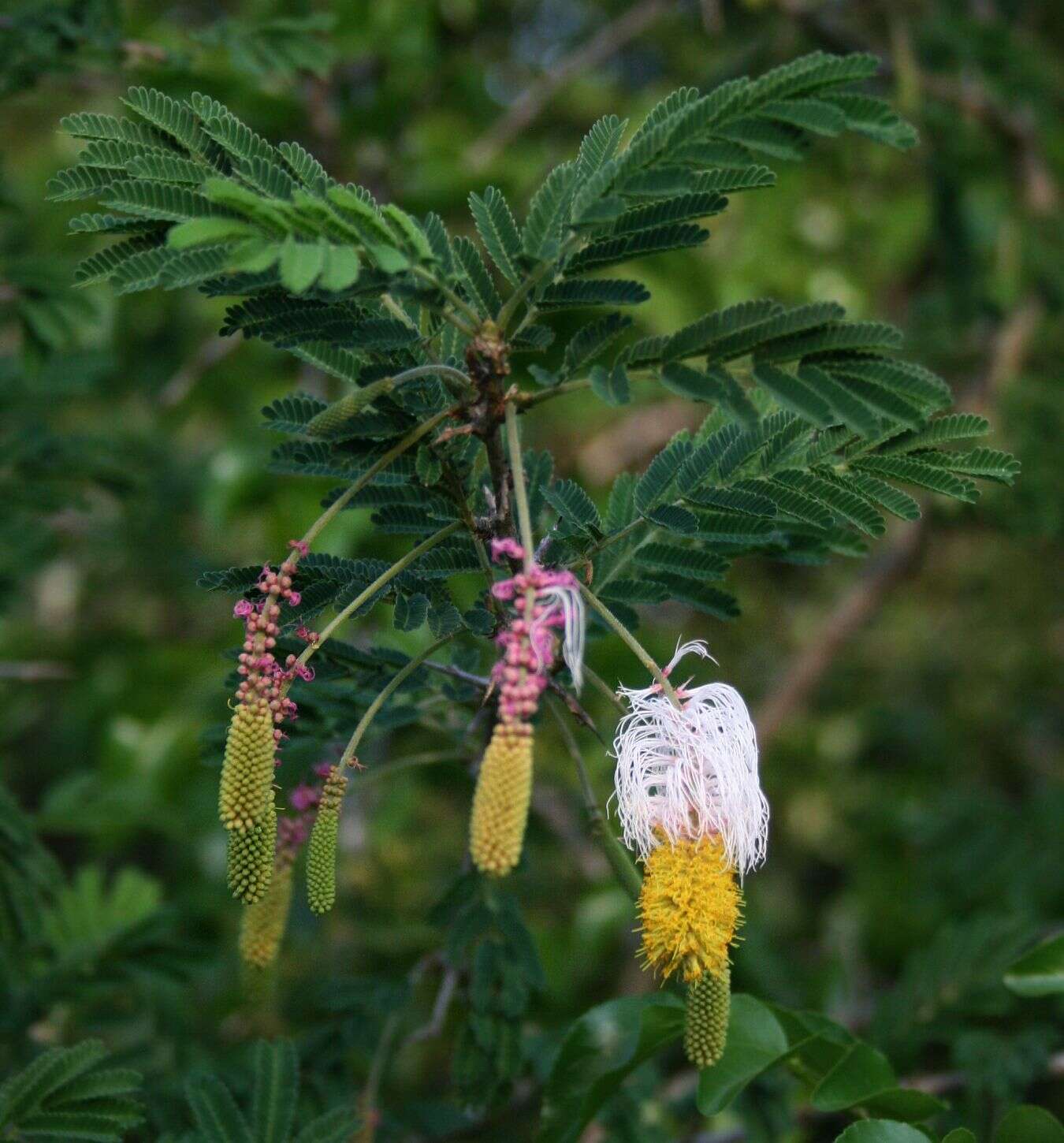 Imagem de Dichrostachys cinerea (L.) Wight & Arn.