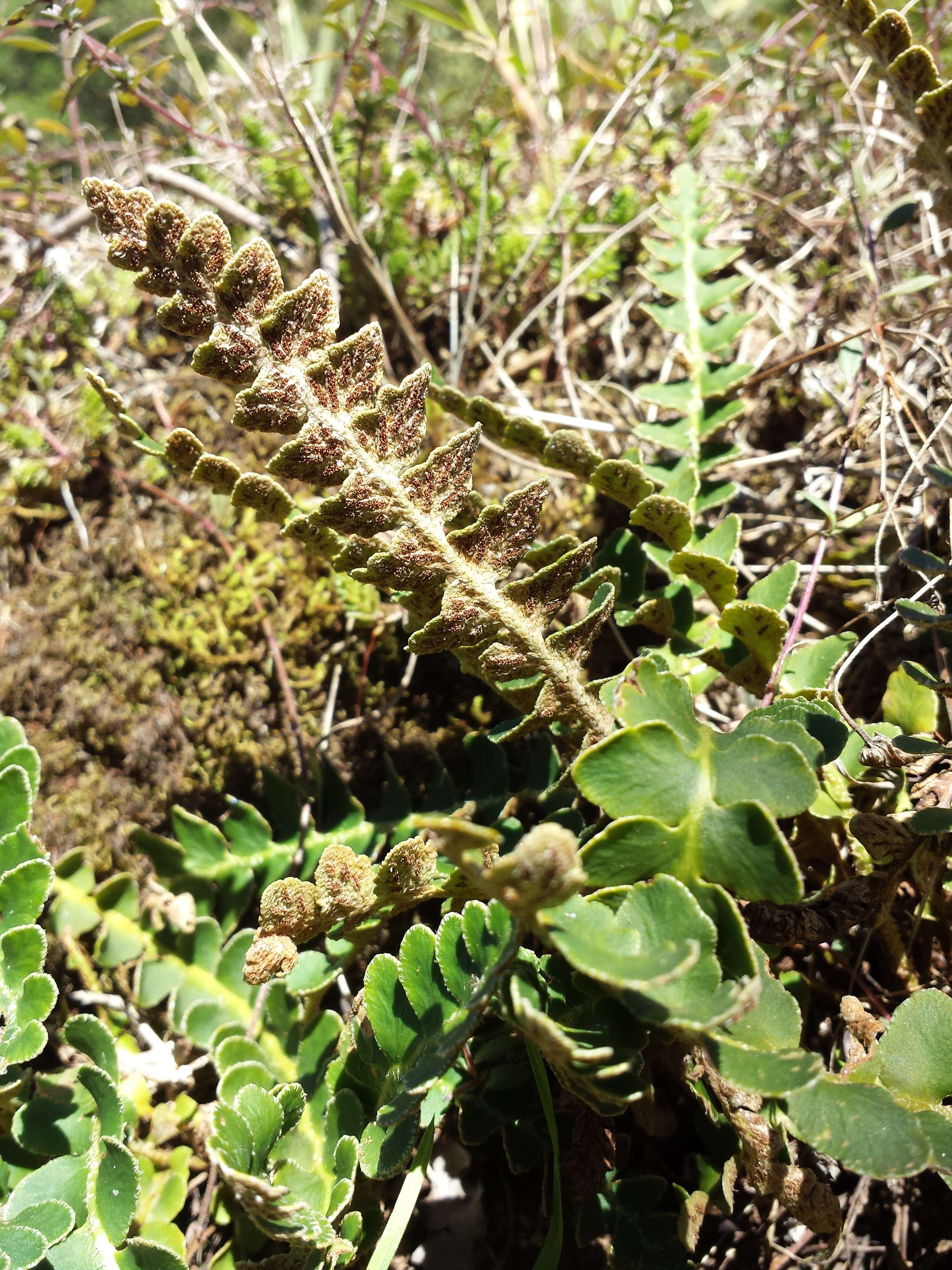 Plancia ëd Asplenium ceterach L.