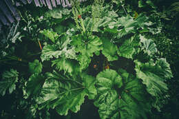 Image of garden rhubarb