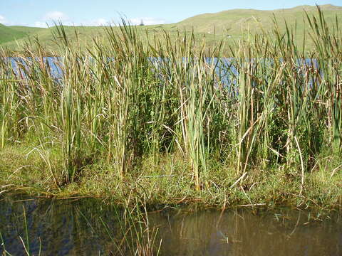 Image of Wolffia australiana (Benth.) Hartog & Plas