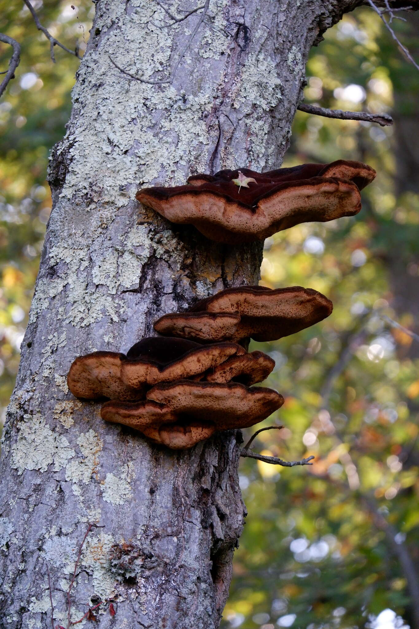 Image de Polypore hérissé