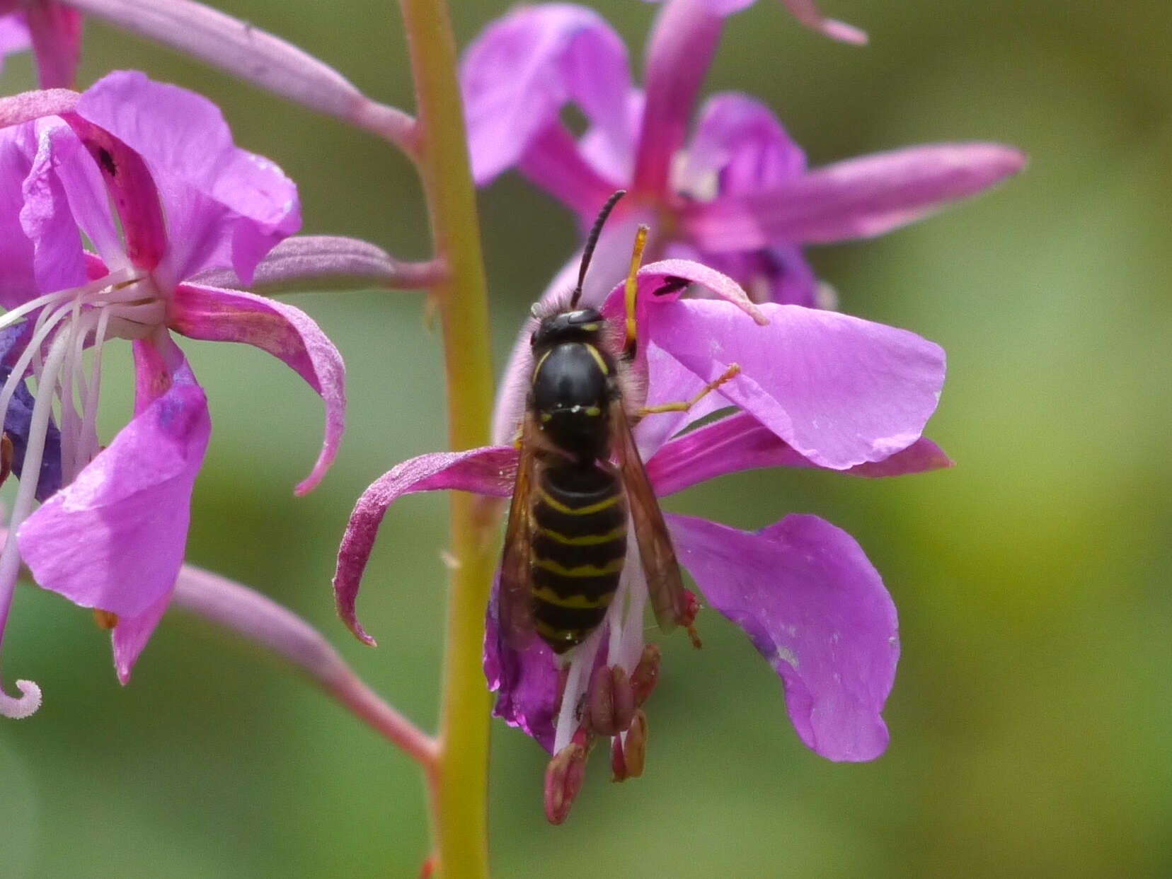 Image of willowherb