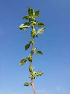 Image of Mediterranean Amaranth