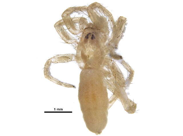 Image of Arachosia cubana (Banks 1909)