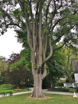 Image of American elm