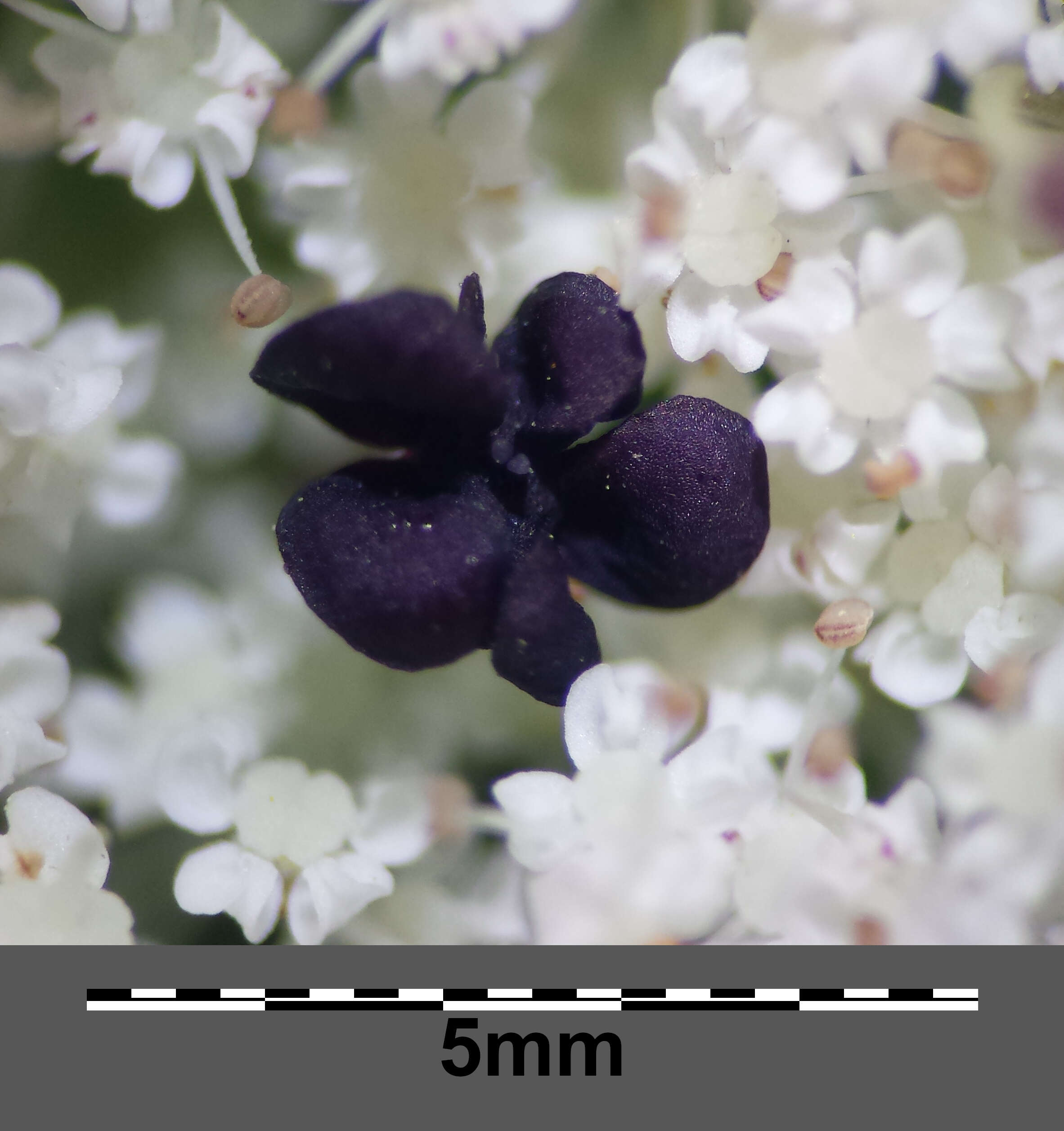 Image of Queen Anne's lace