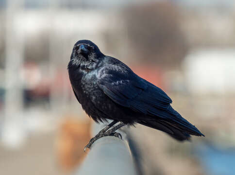 Image of Fish Crow