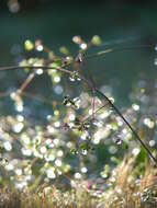 Image of scarlet spiderling