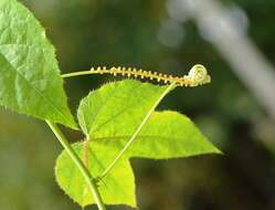 Image of Cethosia cyane Drury 1770