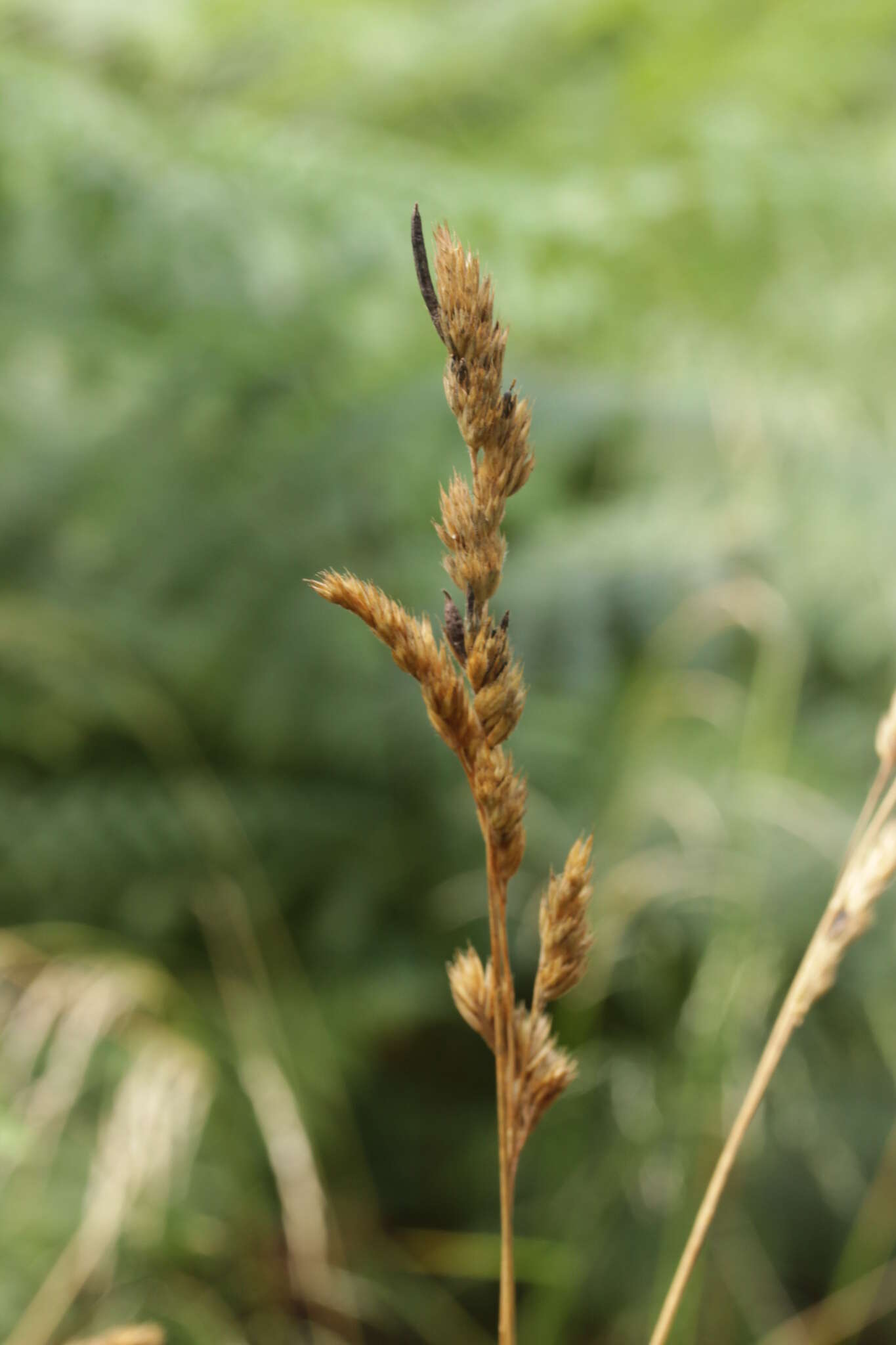 Image of Ergot