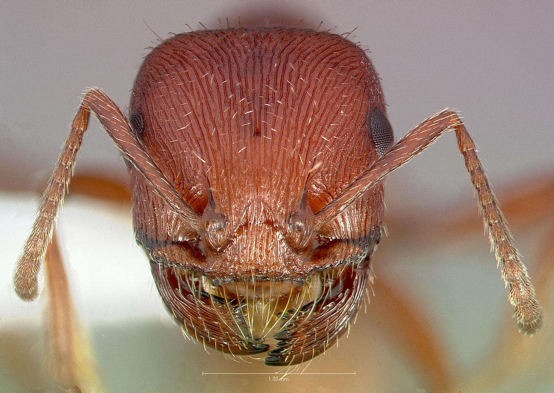 Image of Pogonomyrmex subdentatus Mayr 1870