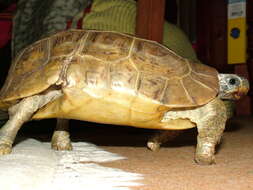 Image of Bell’s hinged tortoise